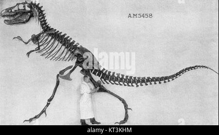 Gorgosaurus est un genre éteint de dinosaure théropode apparenté au Tyrannosaurus rex. Il a vécu pendant la période du Crétacé supérieur et est connu pour sa nature prédatrice. Banque D'Images