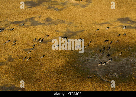 Troupeau de zèbres sur les plaines, comme vu de l'air, Moremi, Okavango Delta, Botswana Banque D'Images