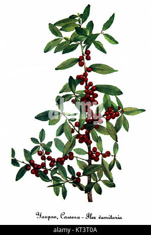 Ilex vomitoria par Mary Vaux Walcott Banque D'Images