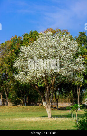 Bougainvilliers blanc avec fond de ciel bleu Banque D'Images