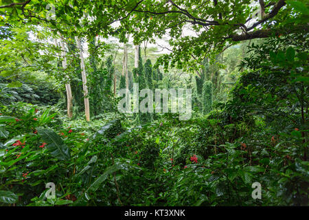 La forêt tropicale dense vert verdoyant le long de la végétation Manoa Falls Trail dans la vallée de Manoa, Oahu, Hawaii, USA Banque D'Images