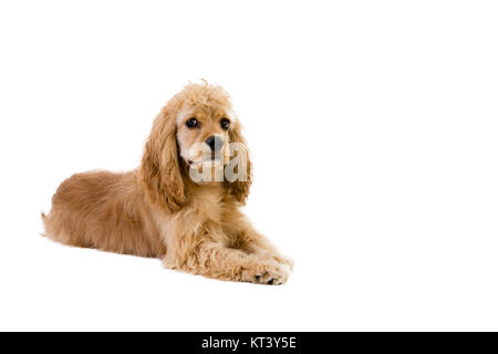 Adorable petit chiot cocker doré couché sur un fond blanc avec sa tête soulevée et alerte l'expression dans une trois quart vue latérale avec copie s Banque D'Images