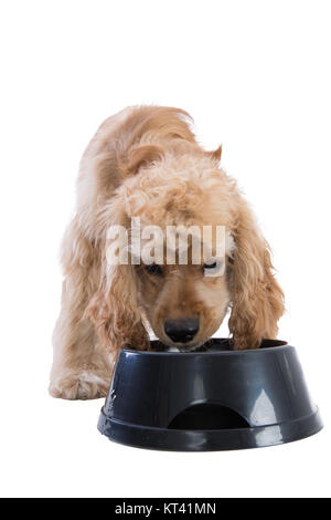 Close-up front view studio shot of a cute brown cocker anglais chien de manger des aliments provenant d'un bol en plastique noir contre fond blanc pour copy space Banque D'Images