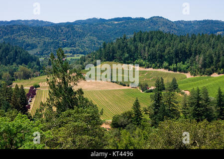 Vignoble de la Napa Valley en Californie Banque D'Images