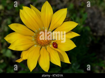 Coccinelle sur fleur jaune Banque D'Images