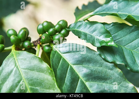 Fruits et plantes Coffea arabica, également connu sous le nom de café Arabe Banque D'Images