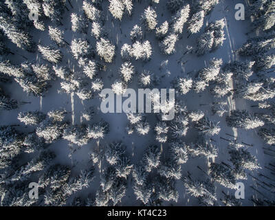 Vue aérienne de la forêt d'hiver - les arbres couverts de neige Banque D'Images