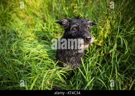 Cute black dog in Green grass Banque D'Images
