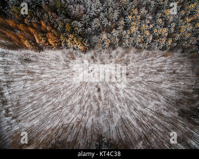 Vue aérienne de la forêt d'hiver - les arbres couverts de neige Banque D'Images