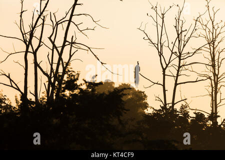 Grand arbre avec coin silhouette paon rouge lever de fond de ciel à Udawalawe National Park, Sir Lanka. Banque D'Images