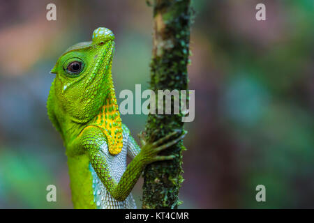 Caméléon Vert à la branche d'arbre en Singharaja Forêt en Sri Lanka Banque D'Images