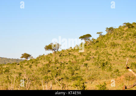 Colline boisée dans la savane Banque D'Images
