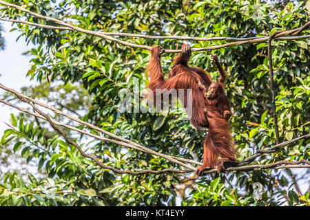 Dans la jungle de l'orang-outan de Bornéo en Indonésie. Banque D'Images