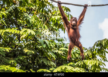 Dans la jungle de l'orang-outan de Bornéo en Indonésie. Banque D'Images