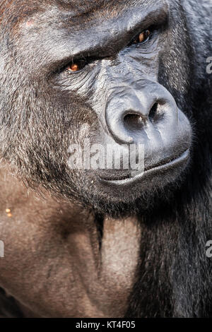 Face portrait d'un gorille homme Banque D'Images