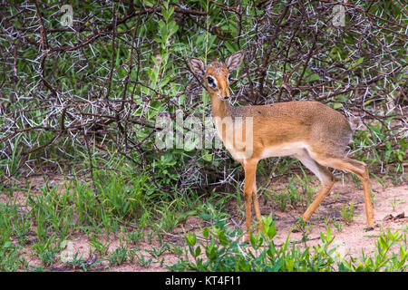 Un dik-dik, une petite antilope d'Afrique. Parc national du lac Manyara, Tanzanie Banque D'Images