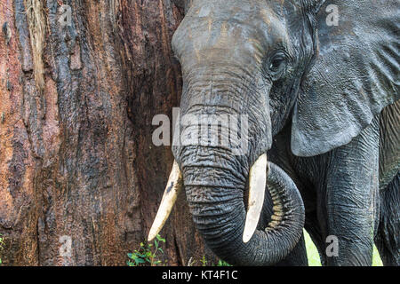 L'éléphant d'Afrique dans le parc national de Tarangire, Tanzanie Banque D'Images