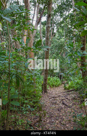 La forêt de Jozani, Zanzibar, Tanzanie Banque D'Images