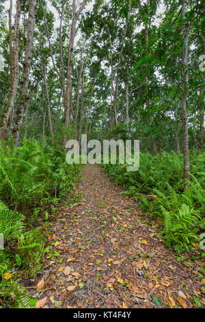 La forêt de Jozani, Zanzibar, Tanzanie Banque D'Images