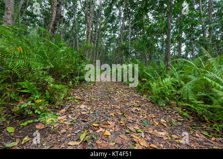 La forêt de Jozani, Zanzibar, Tanzanie Banque D'Images