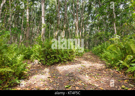 La forêt de Jozani, Zanzibar, Tanzanie Banque D'Images