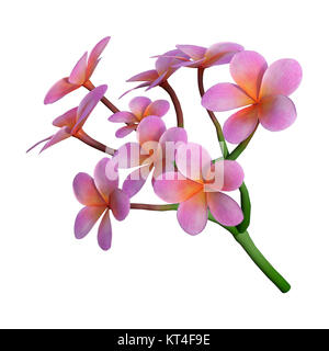 Le Rendu 3D Fleurs Plumeria on White Banque D'Images