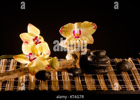 Orchidée jaune avec une racine de bambou Banque D'Images