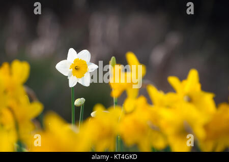 jonquilles cadre unique blanc narcisse joyeuses pâques enfin printemps Banque D'Images