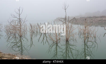 Plus grand lac Brouillard de jour et blanc les arbres en premier plan Banque D'Images