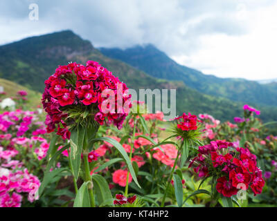 Belle fleur rouge, fond de montagne Banque D'Images