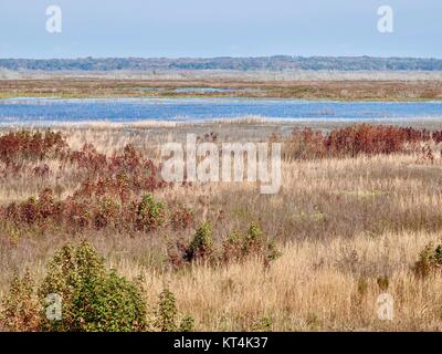 Paynes Prairie Preserve State Park, paysage plat avec herbes et eau, Micanopy, Floride, États-Unis Banque D'Images