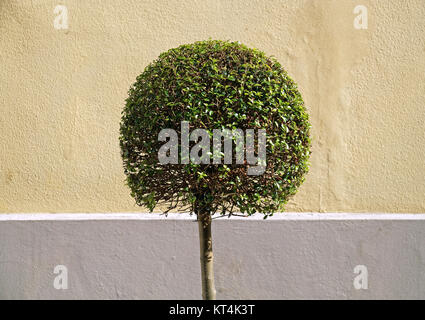 Arbre en forme de balle mignon isolé sur fond de mur Banque D'Images
