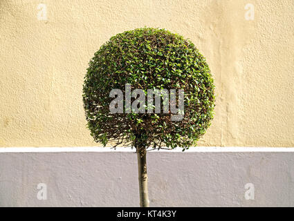 Arbre en forme de balle mignon isolé sur fond de mur Banque D'Images