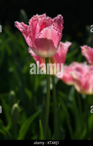 Une seule longue tige rose tulipe frangée Banque D'Images