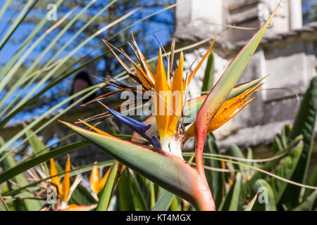 Strelitzia ou oiseau de paradis fleur en portugal Banque D'Images