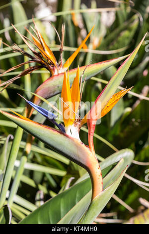 Strelitzia ou oiseau de paradis fleur en portugal Banque D'Images