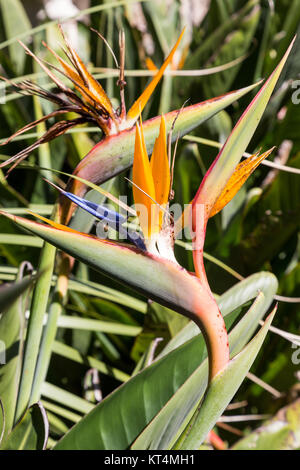 Strelitzia ou oiseau de paradis fleur en portugal Banque D'Images