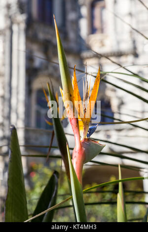 Strelitzia ou oiseau de paradis fleur en portugal Banque D'Images