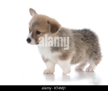 Chiot Welsh Corgi Pembroke explorer sur fond blanc Banque D'Images