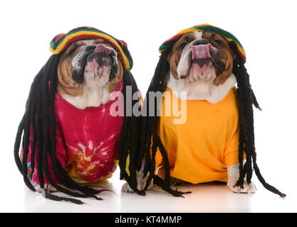 Deux bulldogs anglais avec des dreadlocks sur fond blanc Banque D'Images