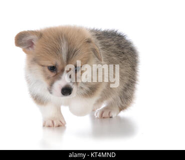 Chiot Welsh Corgi Pembroke explorer sur fond blanc Banque D'Images