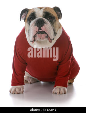 Femelle bulldog Anglais pull porter du rouge sur fond blanc Banque D'Images