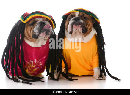 Deux bulldogs anglais avec des dreadlocks sur fond blanc Banque D'Images