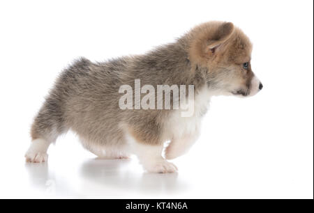 Chiot Welsh Corgi Pembroke explorer sur fond blanc Banque D'Images