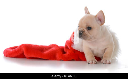 Bouledogue français à l'intérieur d'un bas de Noël rouge sur fond blanc Banque D'Images