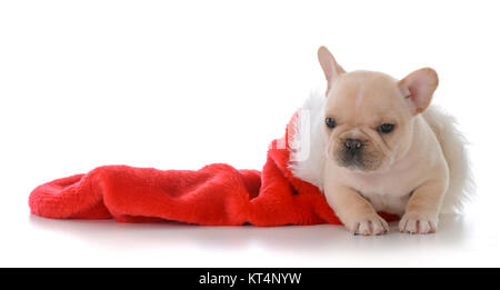 Bouledogue français à l'intérieur d'un bas de Noël rouge sur fond blanc Banque D'Images