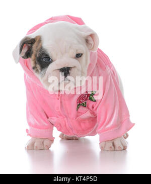 Sept semaines chiot bouledogue portant un manteau rose sur fond blanc Banque D'Images