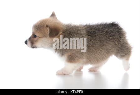 Chiot Welsh Corgi Pembroke explorer sur fond blanc Banque D'Images