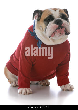 Femelle bulldog Anglais pull porter du rouge sur fond blanc Banque D'Images