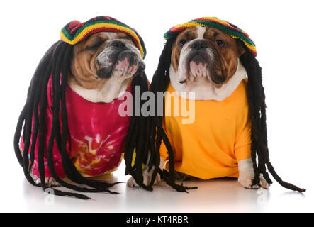 Deux bulldogs anglais avec des dreadlocks sur fond blanc Banque D'Images